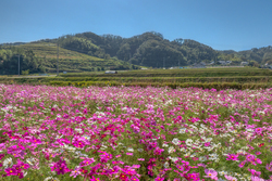 「【茨木周辺】11月8日・9日の今週末のおでかけにもおすすめ！人気スポットランキング」の写真