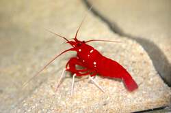 シロボシアカモエビ