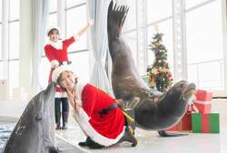 「茨城県大洗町の水族館でサメの赤ちゃんに会えるクリスマスイベント開催」の写真