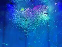 「茨城県大洗町の水族館でサメの赤ちゃんに会えるクリスマスイベント開催」の写真