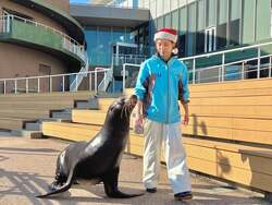 「茨城県大洗町の水族館でサメの赤ちゃんに会えるクリスマスイベント開催」の写真