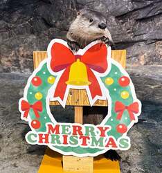 「茨城県大洗町の水族館でサメの赤ちゃんに会えるクリスマスイベント開催」の写真