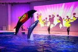 「茨城県大洗町の水族館でサメの赤ちゃんに会えるクリスマスイベント開催」の写真