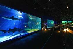 「茨城県大洗町の水族館でサメの赤ちゃんに会えるクリスマスイベント開催」の写真