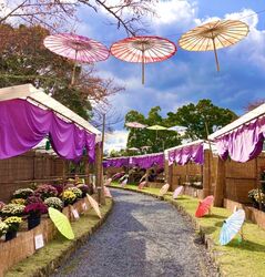 和傘彩る菊花展2025（橋本市）