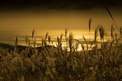 稲取細野高原　秋のすすきイベント2025