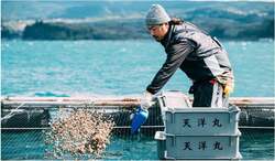 「養殖サバを獲ってさばいて郷土料理づくり！雲仙市で小学生向け無料イベント開催」の写真
