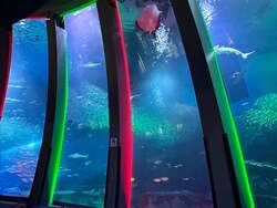 「横浜八景島シーパラダイスでクリスマス！イルカと光が織りなす海のイルミネーション」の写真