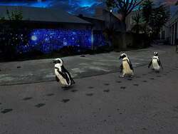 「横浜八景島シーパラダイスでクリスマス！イルカと光が織りなす海のイルミネーション」の写真