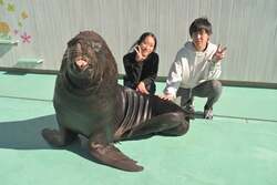 「横浜八景島シーパラダイスでクリスマス！イルカと光が織りなす海のイルミネーション」の写真