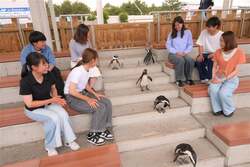 「横浜八景島シーパラダイスでクリスマス！イルカと光が織りなす海のイルミネーション」の写真