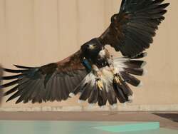 「横浜八景島シーパラダイスでクリスマス！イルカと光が織りなす海のイルミネーション」の写真