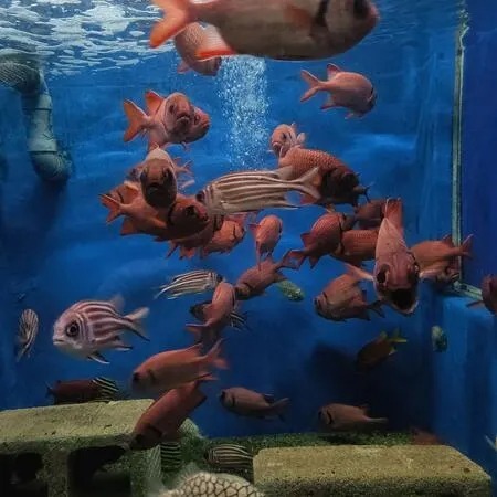 関西の格安水族館6選｜大人1,000円以下＆子供300円以下・無料スポットも！の3枚目の写真