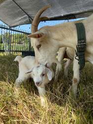 「和歌山のヴィラリゾートでヤギの赤ちゃん誕生！　名前募集でペア宿泊券が当たる」の写真
