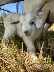 「和歌山のヴィラリゾートでヤギの赤ちゃん誕生！　名前募集でペア宿泊券が当たる」の写真