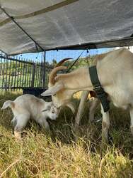 「和歌山のヴィラリゾートでヤギの赤ちゃん誕生！　名前募集でペア宿泊券が当たる」の写真