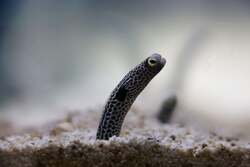 「全長8mの巨大チンアナゴが神戸の空に出現！　水族館で「チンアナゴの日」を楽しもう」の写真