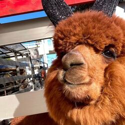 「【宇都宮周辺】11月15日・16日の今週末のおでかけにもおすすめ！人気施設ランキング」の写真