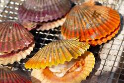 「愛知・知多半島のグランピング＆BBQ複合施設に日本最大級の「体験型牡蠣小屋」OPEN！」の写真