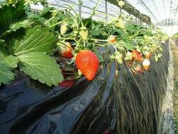 「【秩父周辺】11月15日・16日の今週末のおでかけにもおすすめ！人気スポットランキング」の写真