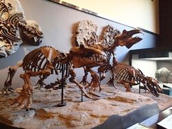 「【秩父周辺】11月15日・16日の今週末のおでかけにもおすすめ！人気スポットランキング」の写真