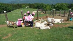 「【秩父周辺】11月15日・16日の今週末のおでかけにもおすすめ！人気スポットランキング」の写真