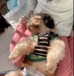 「北海道函館市と大分県大分市に保護犬猫ふれあいカフェが連日オープン！」の写真