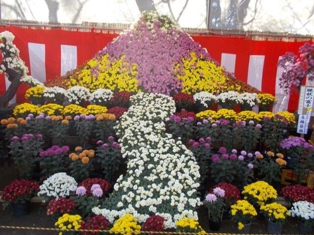 下妻市菊まつり│（C）下妻市観光協会