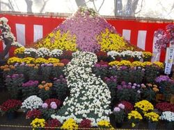 下妻市菊まつり│（C）下妻市観光協会