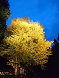 菩提寺大イチョウライトアップ