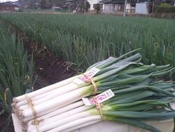 全国ねぎサミット2025 in あさご