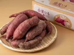 「【北海道】2025年11月22日・23日・24日の三連休に楽しめるイベント8選　無料も」の写真