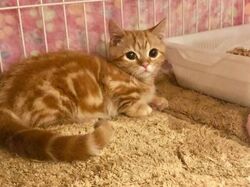 てひとのて（てひとのて実行委員会）