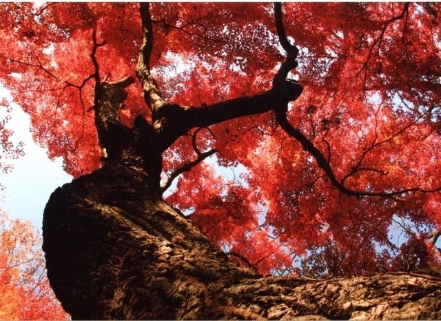 佐久山御殿山もみじ祭