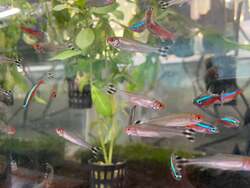 「輝く魚とイルミの幻想空間！　南知多ビーチランドで「きらめくおさかな展」初開催」の写真