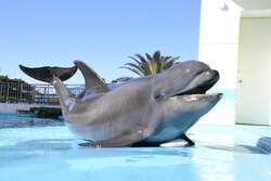 「輝く魚とイルミの幻想空間！　南知多ビーチランドで「きらめくおさかな展」初開催」の写真