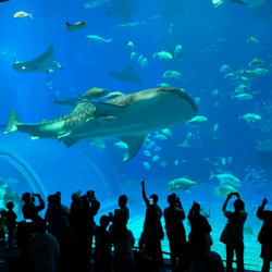 「【沖縄】11月22日～24日の三連休おでかけにもおすすめ！人気スポットランキング」の写真