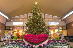 「10年連続全国1位！　あしかがフラワーパーク2025クリスマスイルミネーション開催」の写真