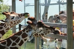 「【秋田】11月22日～24日の三連休おでかけにもおすすめ！人気スポットランキング」の写真