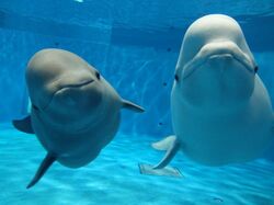 「【島根】11月22日～24日の三連休おでかけにもおすすめ！人気スポットランキング」の写真