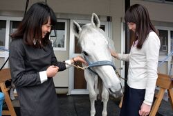 「馬とのふれあい」では、馬の大きさや毛並み、表情を間近で観察できます！