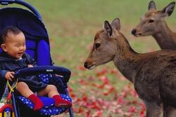 「【奈良】11月22日～24日の三連休おでかけにもおすすめ！人気スポットランキング」の写真