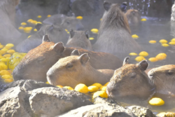 「【静岡】11月22日～24日の三連休おでかけにもおすすめ！人気スポットランキング」の写真