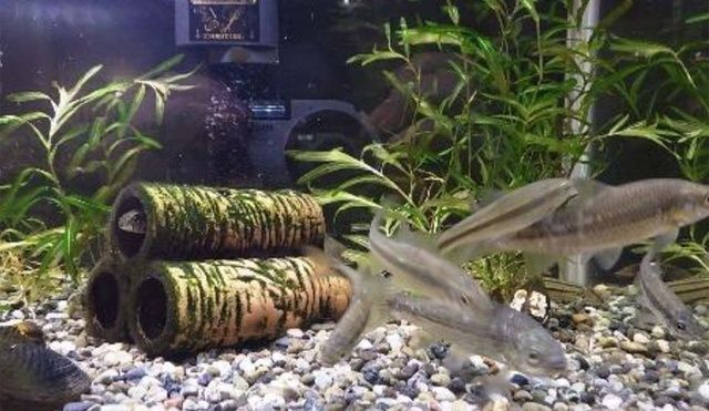 広島の大切な生きものたち〜まずは知ることからはじめてみよう！〜