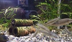 広島の大切な生きものたち〜まずは知ることからはじめてみよう！〜