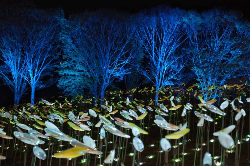 夜は幻想的な灯りで彩る