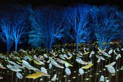 夜は幻想的な灯りで彩る