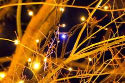 「日本三景・松島で16万球の光に包まれるイルミネーション開催!宝探しで冬の夜を満喫」の写真