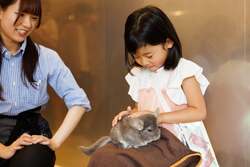 「原宿・竹下通りに新アニマルカフェが11月27日オープン、20種以上の動物とふれあえる」の写真