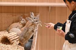 「原宿・竹下通りに新アニマルカフェが11月27日オープン、20種以上の動物とふれあえる」の写真